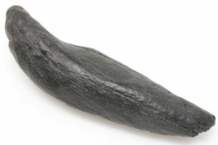 4.75" Fossil Sperm Whale (Scaldicetus) Tooth - South Carolina